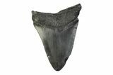 Fossil Megalodon Tooth - South Carolina #341400-1